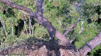 Northeast Florida - Bald Eagle Nest