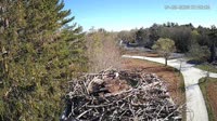 Falmouth - Waquoit Bay Reserve - Osprey Nest