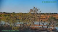 Westminster - Standley Lake Regional Park - Aquile calve