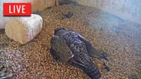 Green Bay - Pulliam Plant - Briess Falcon