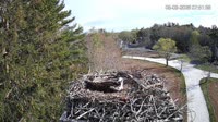 Falmouth - Waquoit Bay Reserve - Nido del falco pescatore
