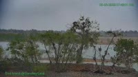 Westminster - Bald Eagles