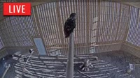 Brookfield - Raptor Flight Facility