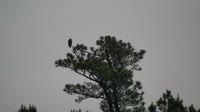 Surry - Hog Island - Wildlife Management Area