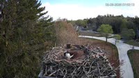 Falmouth - Waquoit Bay Reserve - Osprey Nest