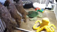 Dewey-Humboldt - Puppies
