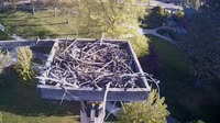 Coeur d'Alene - Osprey nest