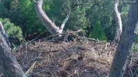 Hilton Head Island - Eagle nest