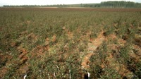 Itatinga - Lobo - Eucalyptus plantation