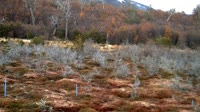 Navarino - Puerto Williams - Omora Ethnobotanical Park