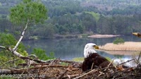 Quechee - VINS Nature Center - Nid d'aigle à tête blanche