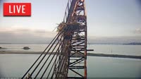 Richmond - águila pescadora