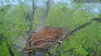 Loudoun - Dulles Greenway - Adlernest