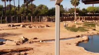 Tuksonas - Reid Park Zoo