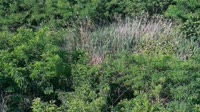 Surry - Hog Island - Wildlife Management Area