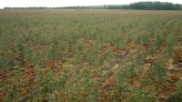 Itatinga - Lobo - Plantación de eucaliptos