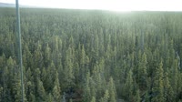 Delta Junction - Fort Greely - Taiga