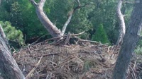 Hilton Head Island - Orle gniazdo