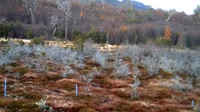 Navarino - Puerto Williams - Park Etnobotaniczny Omora