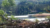 Quechee - VINS Nature Center - Orły bieliki