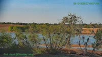 Westminster - Bald Eagles