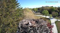 Falmouth - Waquoit Bay Reserve - Nid de balbuzard pêcheur