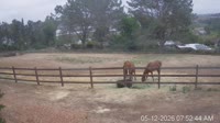 San Diego - Foaling stall