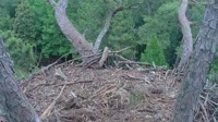 Hilton Head Island - Eagle nest