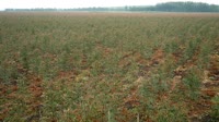 Itatinga - Lobo - Plantacja eukaliptusa