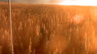 Delta Junction - Fort Greely - Taiga