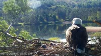 Quechee - VINS Nature Center - Nido di aquila calva