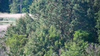 Surry - Hog Island - Wildlife Management Area