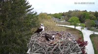 Falmouth - Waquoit Bay Reserve - Osprey Nest