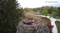 Falmouth - Waquoit Bay Reserve - Osprey Nest