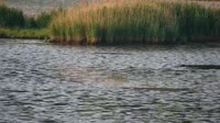 Surry - Hog Island - Wildlife Management Area