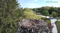 Falmouth - Waquoit Bay Reserve - Nido de águila pescadora