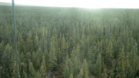 Delta Junction - Fort Greely - Taiga