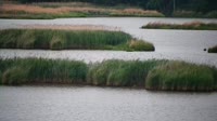 Surry - Hog Island - Wildlife Management Area