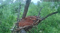 Loudoun - Dulles Greenway - Eagle nest