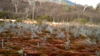 Navarino - Puerto Williams - Parco Etnobotanico Omora