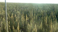 Delta Junction - Fort Greely - Tajga