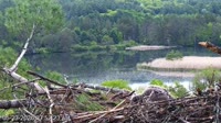 Quechee - VINS Nature Center - Nido di aquila calva