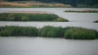 Surry - Hog Island - Wildlife Management Area