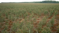 Itatinga - Lobo - Plantacja eukaliptusa