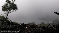 Quechee - VINS Nature Center - Weißkopfseeadler-Nest