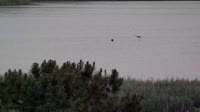 Surry - Hog Island - Wildlife Management Area