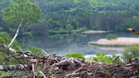 Quechee - VINS Nature Center - Weißkopfseeadler-Nest