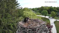 Falmouth - Waquoit Bay Reserve - Fischadlernest