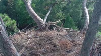 Hilton Head Island - Nido de águila