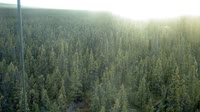 Delta Junction - Fort Greely - Taiga